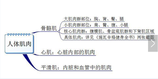 你真的認(rèn)識(shí)你身體的肌肉嗎？